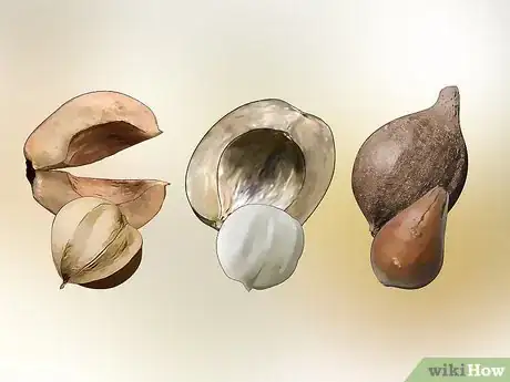 Imagen titulada Identify Hickory Nuts Step 6