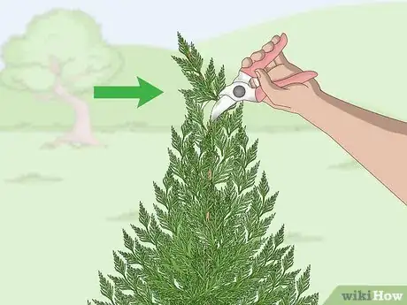 Imagen titulada Prune a Leyland Cypress Step 5