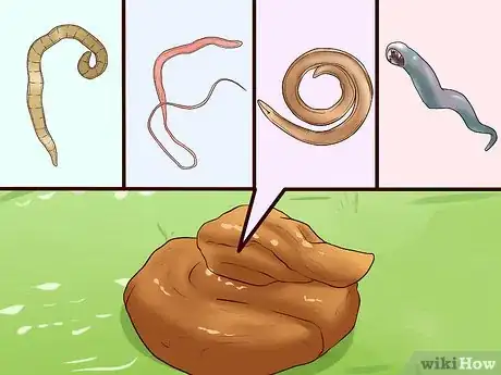 Imagen titulada Identify Different Dog Worms Step 9