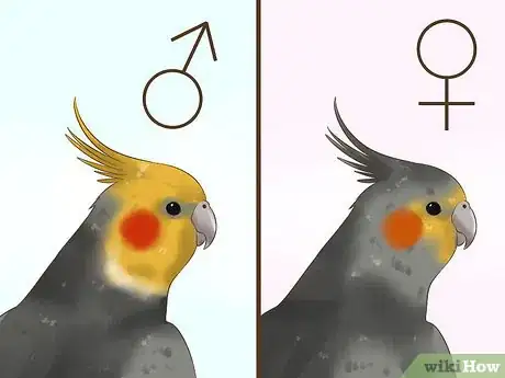 Imagen titulada Tell if a Cockatiel Is Male or Female Step 4