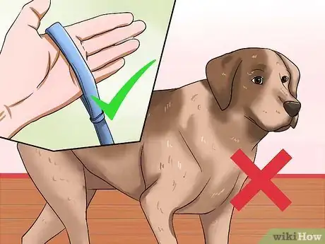 Imagen titulada Make a Dog Stop Biting Step 2