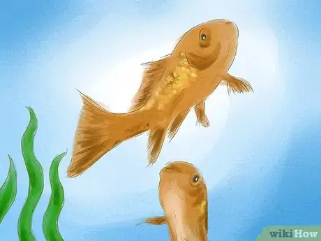 Imagen titulada Tell if Your Goldfish Is a Male or Female Step 7