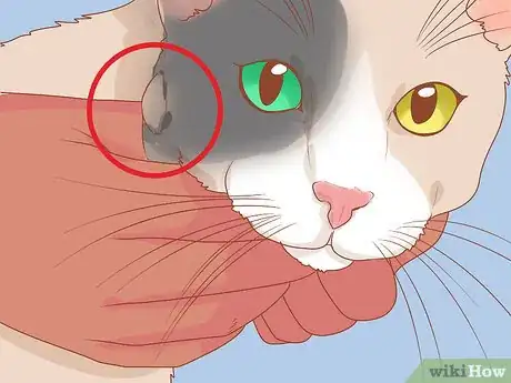 Imagen titulada Identify and Treat Warbles in Cats Step 3