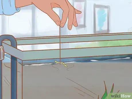 Imagen titulada Play with Your African Dwarf Frog Step 10