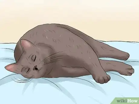 Imagen titulada Encourage Your Cat to Go to Sleep Step 12