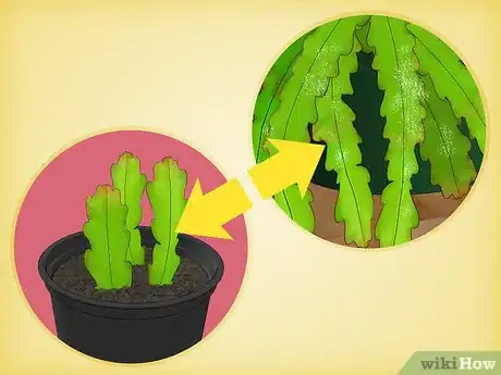 Imagen titulada Grow Epiphyllum Cactus Step 18