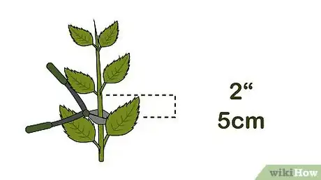 Imagen titulada Grow Hydrangea from Cuttings Step 6