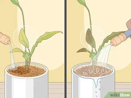 Imagen titulada Care for Peace Lilies Step 12