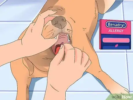 Imagen titulada Give a Dog Benadryl Step 8