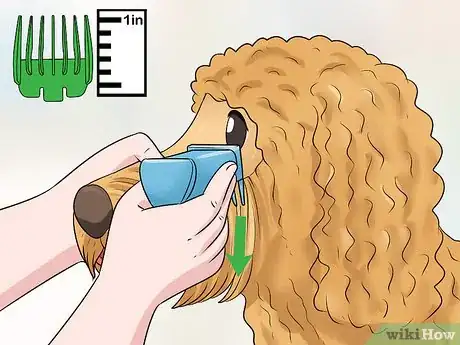 Imagen titulada Groom a Goldendoodle's Face Step 3