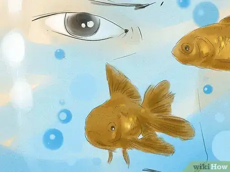 Imagen titulada Tell if Your Goldfish Is a Male or Female Step 9