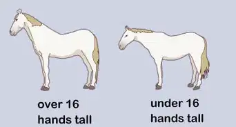 medir la altura de un caballo