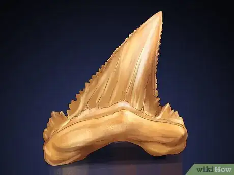 Imagen titulada Identify Shark Teeth Step 4