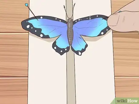 Imagen titulada Preserve a Butterfly Step 4