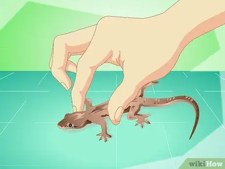 Imagen titulada Catch a Common House Lizard and Keep It As a Pet Step 8