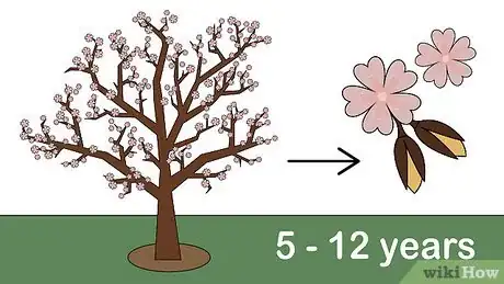 Imagen titulada Grow Almonds Step 10