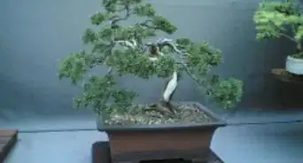 dibujar un árbol Bonsai