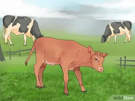 Imagen titulada Start a Cattle Farm Step 5