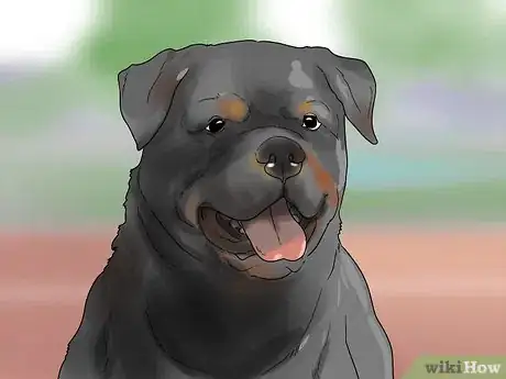 Imagen titulada Identify a Rottweiler Step 2