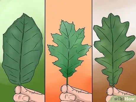 Imagen titulada Identify Oak Leaves Step 6