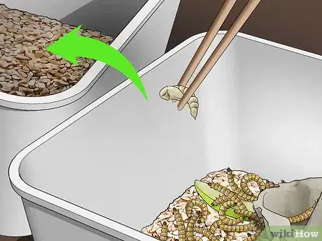 Imagen titulada Raise Mealworms Step 10