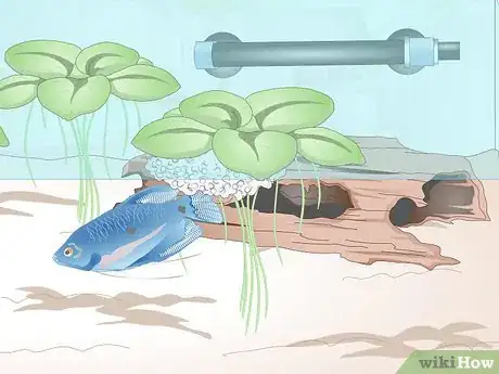 Imagen titulada Breed Blue Gouramis Step 9