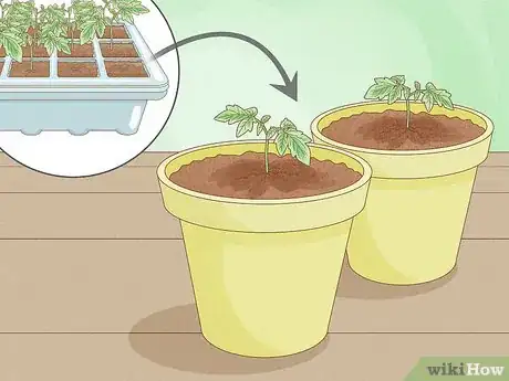 Imagen titulada Grow Tomatoes Indoors Step 5