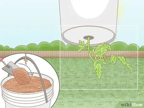 Imagen titulada Grow Tomatoes Upside Down Step 17