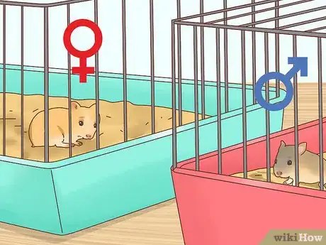 Imagen titulada Care for Hamster Babies Step 19