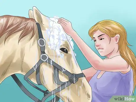 Imagen titulada Prepare for a Horse Show Step 5