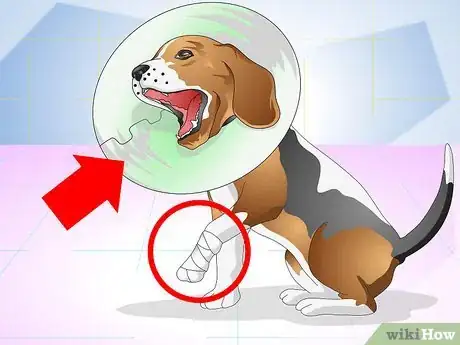 Imagen titulada Treat Dog Splinters Step 11