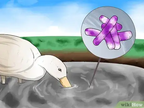 Imagen titulada Treat Botulism in a Duck Step 7