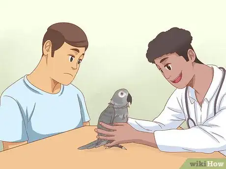 Imagen titulada Treat Feather Picking in African Grey Parrots Step 1