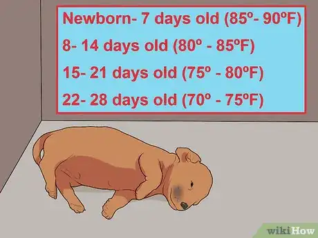 Imagen titulada Keep Orphaned Newborn Puppies Warm Step 3