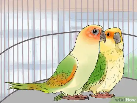 Imagen titulada Bond a Pair of Conures Step 3