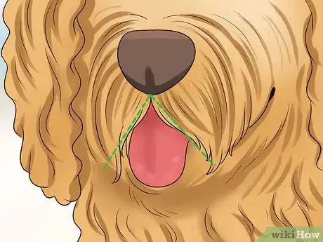 Imagen titulada Groom a Goldendoodle's Face Step 9