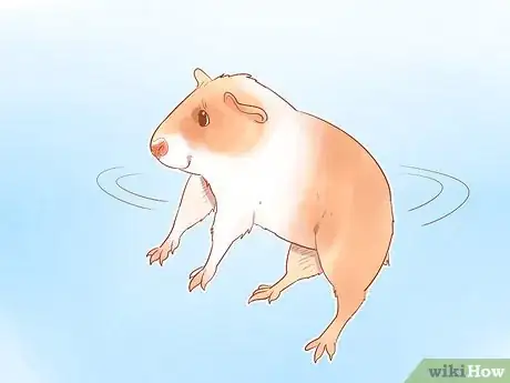 Imagen titulada Understand Guinea Pig Language Step 10