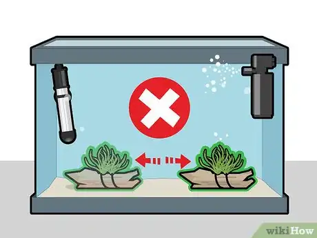 Imagen titulada Grow Java Moss Step 9