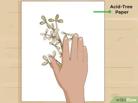 Imagen titulada Make a Herbarium Step 12