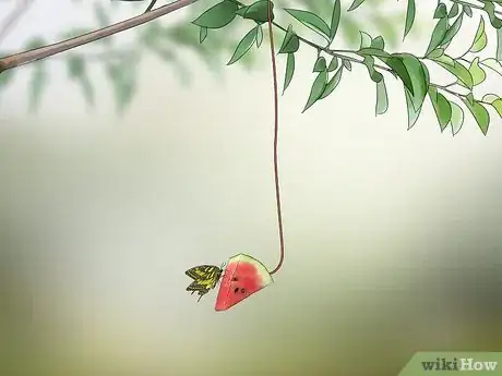 Imagen titulada Attract Butterflies with Fruit Step 2