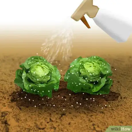 Imagen titulada Grow Organic Lettuce Step 6