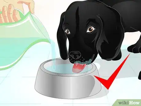 Imagen titulada Firm Up Your Dog's Stool Step 11