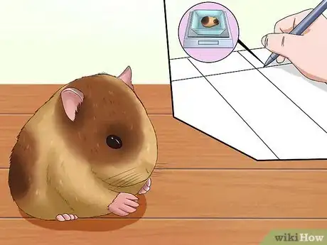 Imagen titulada Tell if a Dwarf Hamster Is Obese Step 4