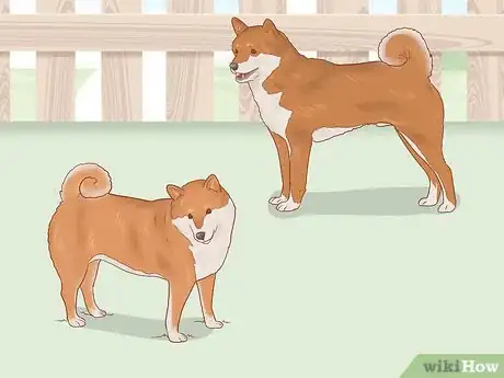 Imagen titulada Choose a Shiba Inu Puppy Step 6