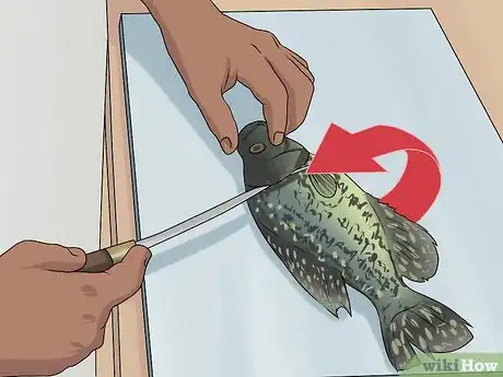 Imagen titulada Clean Crappie Step 7