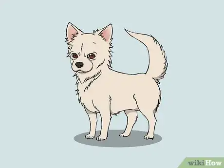 Imagen titulada Draw a Chihuahua Step 11