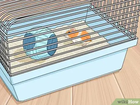 Imagen titulada Let Your Hamster Run in a Hamster Ball Step 1