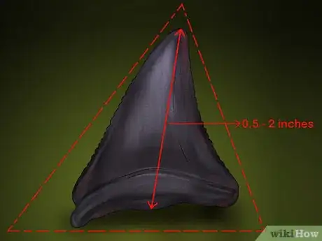 Imagen titulada Identify Shark Teeth Step 3