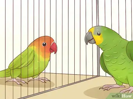 Imagen titulada Choose Lovebirds Step 7