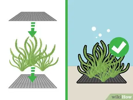 Imagen titulada Grow Java Moss Step 8